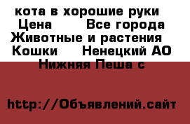 кота в хорошие руки › Цена ­ 0 - Все города Животные и растения » Кошки   . Ненецкий АО,Нижняя Пеша с.